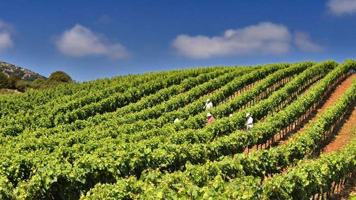 Hand-data-collection_-Remote-Sensing-Laboratory Collecting spectral data by hand is a time-consuming task for wine growers.