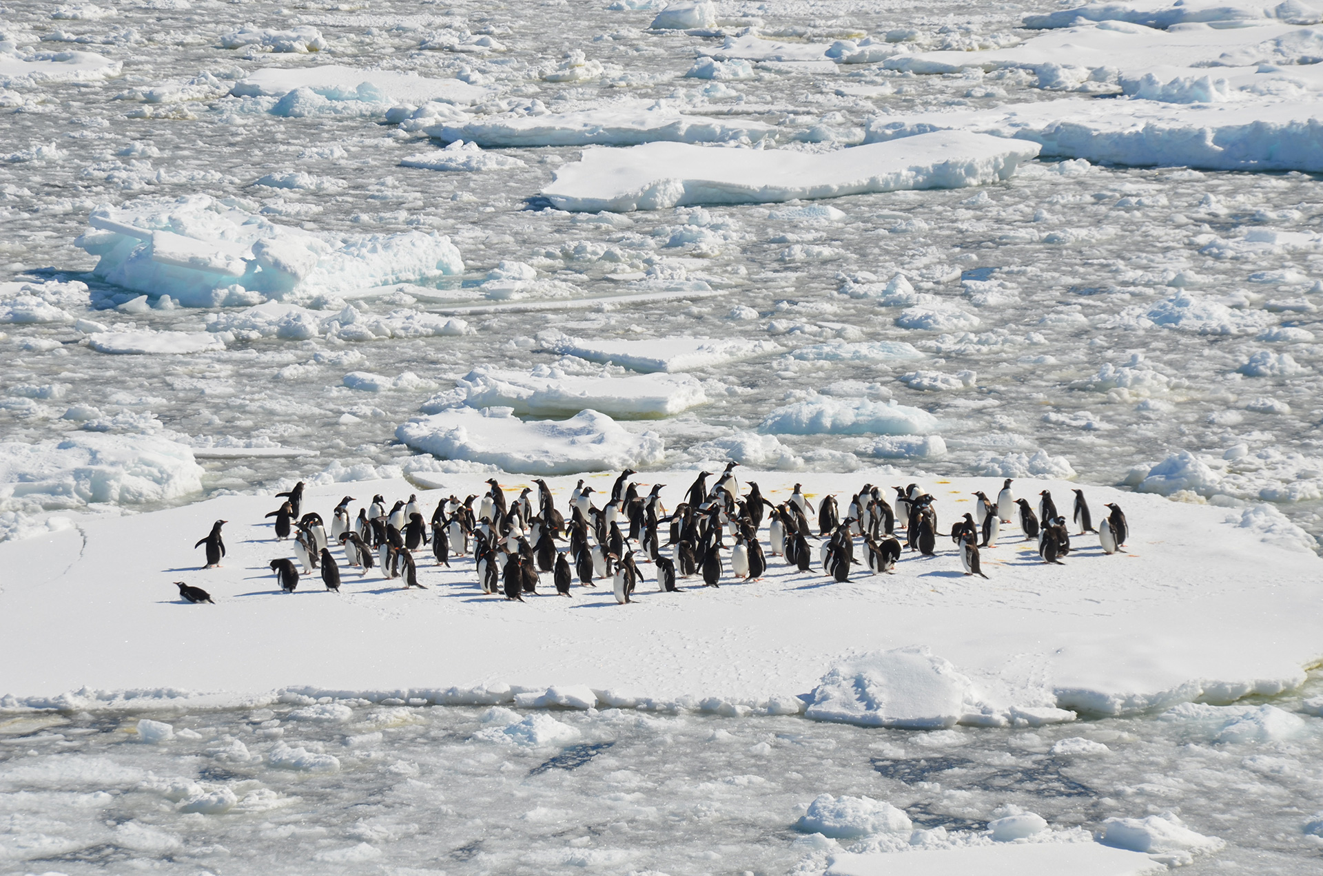 Antarctic Penguins