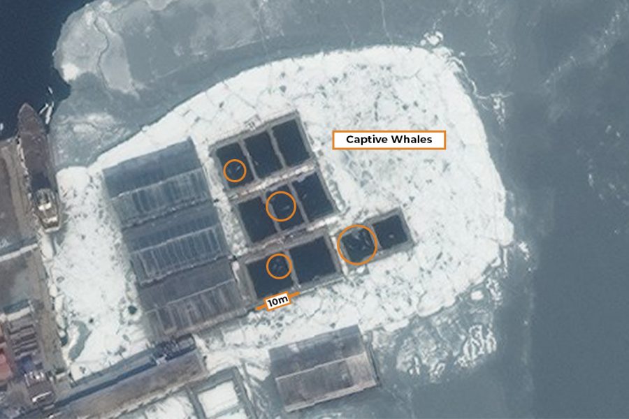 Russian Whale Jail annotated 50 cm Resolution WorldView-2 image of whales held in captivity in Russia.