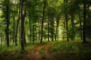 forest