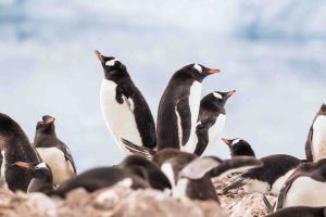 penguins