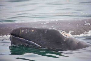 gray whales