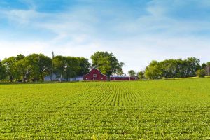 green field and farm