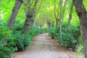 Madrid Park