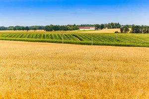 field weath