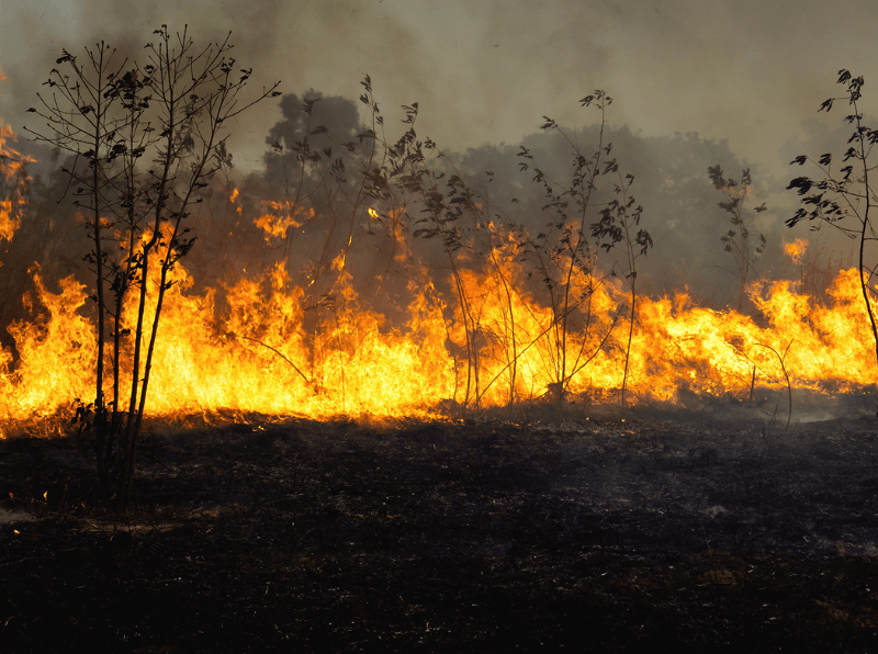 wildfire